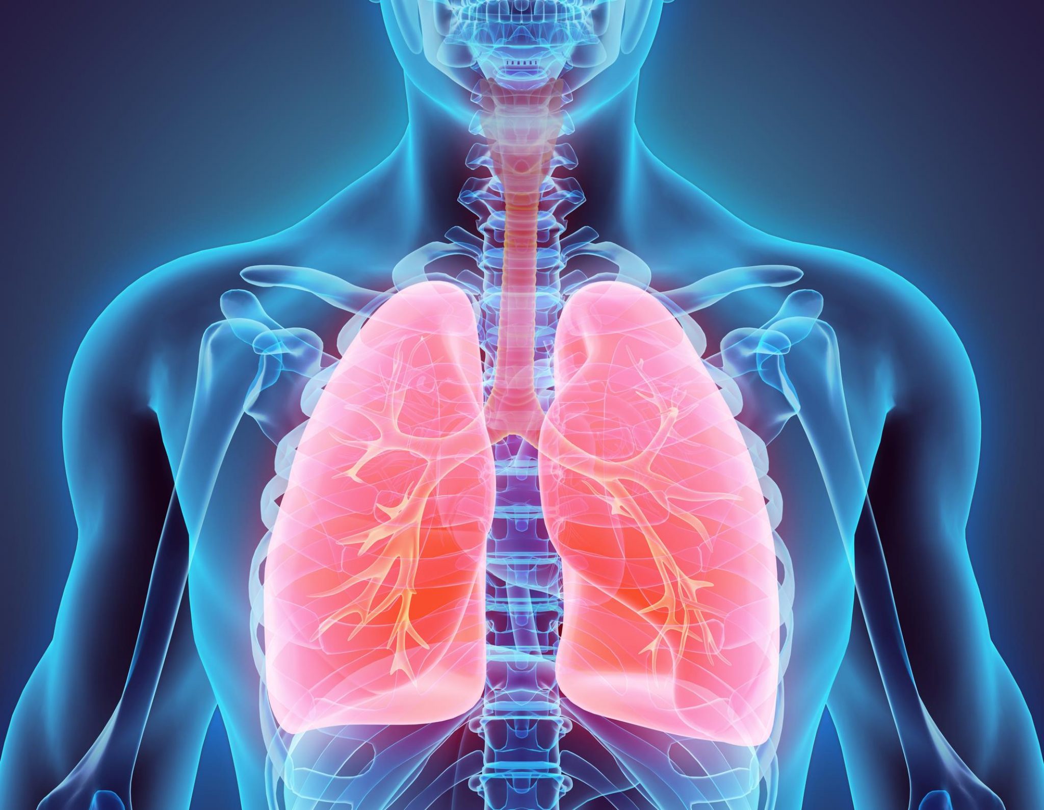 Роль грудной клетки в процессе дыхания. Заболевания органов дыхания. Лёгкие органы дыхания.